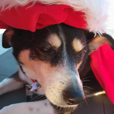 Bella-Bella mit Weihnachtsmütze
