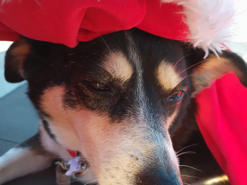 Bella-Bella mit Weihnachtsmütze